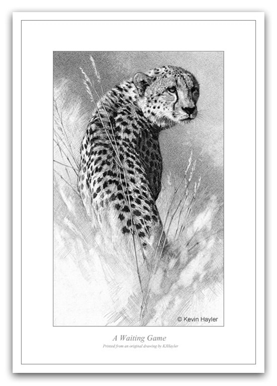Cheetah sitting in grass pencil drawing