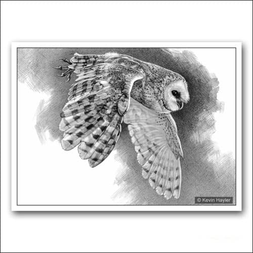 barn owl flying pencil drawing