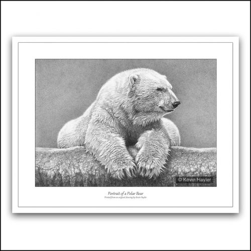 Portrait of a polar bear pencil drawing