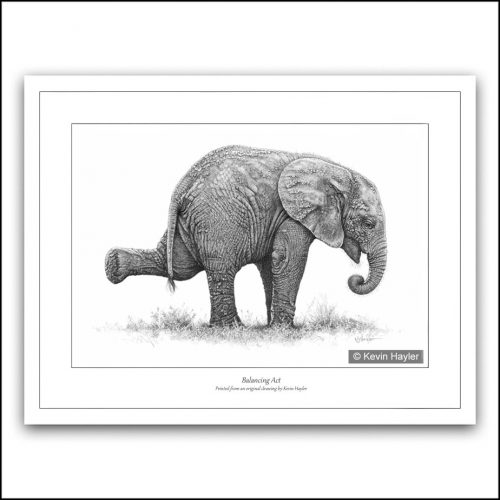 Baby elephant playing pencil drawing