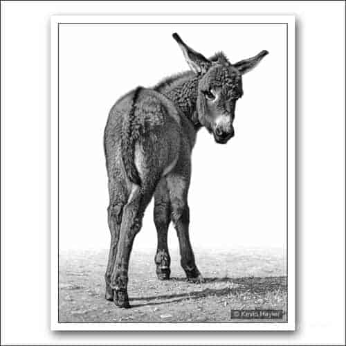 Donkey foal pencil drawing