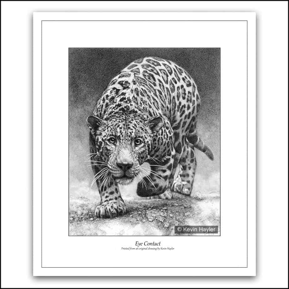prowling jaguar about to attack pencil drawing
