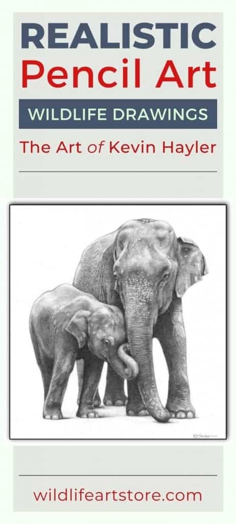 Asian elephant comforting her calf. A pencil drawing by Kevin Hayler