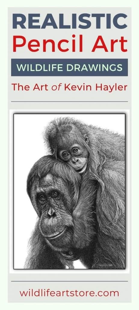Mother and baby orangutan fine art pencil drawing by Kevin Hayler