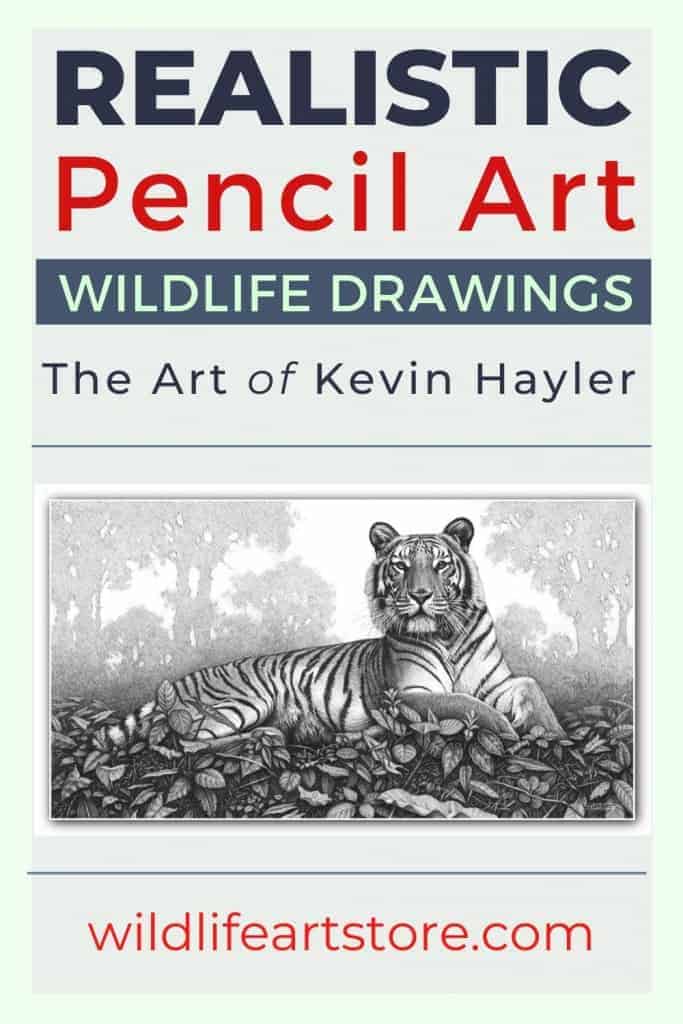 Tiger lying in a forest. A pencil drawing by Kevin Hayler