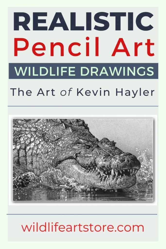 realistic pencil art wildlife drawings by Kevin Hayler