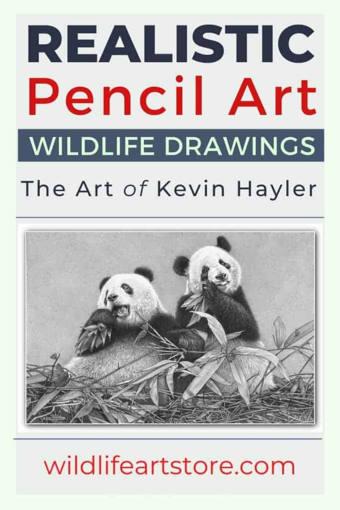 Two Giant Panda Bears. A fine art pencil drawing by Kevin Hayler