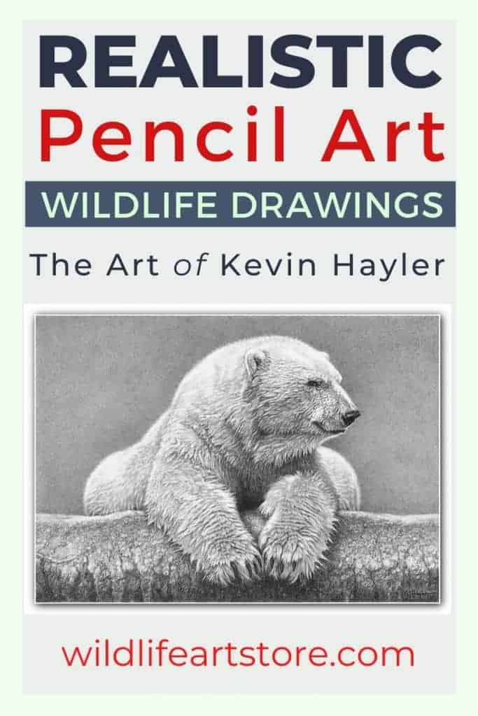A fine art pencil drawing of a polar bear by Kevin Hayler
