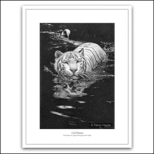 White tiger swimming with reflections pencil drawing