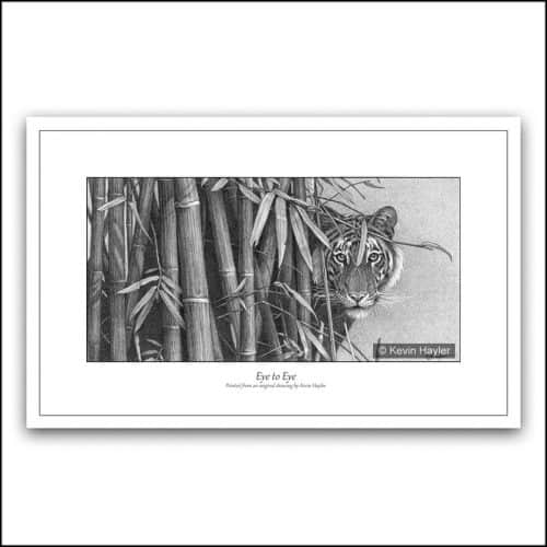 Tiger looking around bamboo. pencil drawing