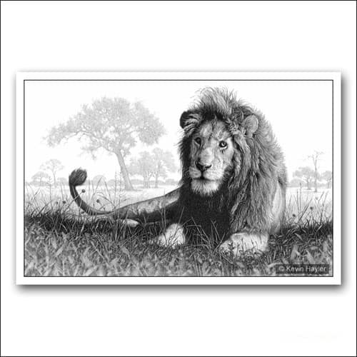 lion in an african landscape limited edition pencil drawing