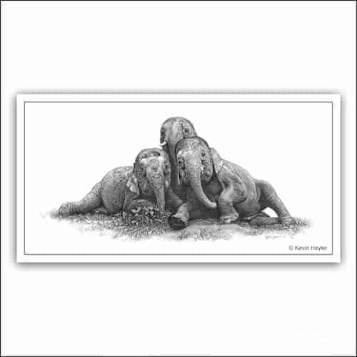 Three pygmy elephants playing limited edition pencil drawing