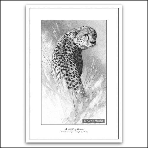 Cheetah scanning the horizon pencil drawing