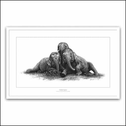 Three elephants playing in mud pencil drawing