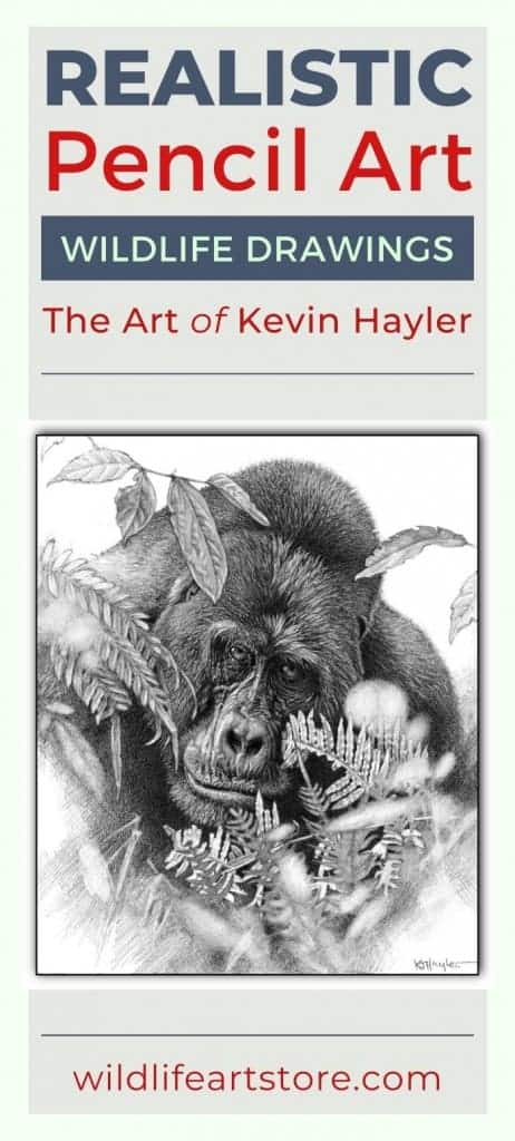 Mountain gorilla fine art pencil drawing by Kevin Hayler