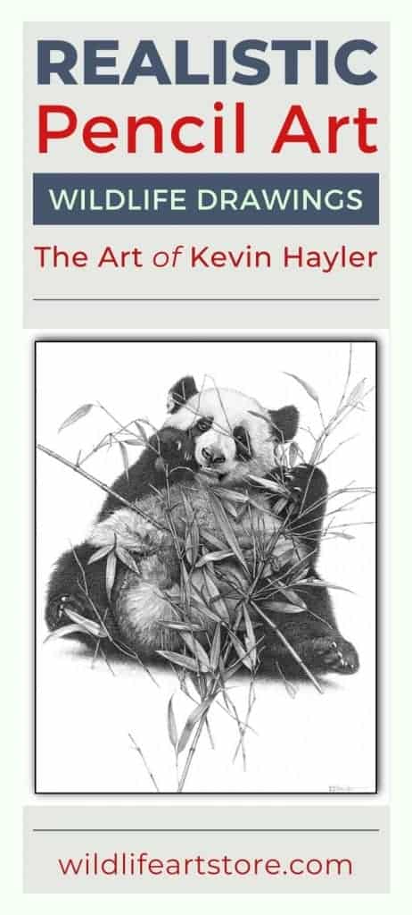 Giant Panda fine art pencil drawing by Kevin Hayler