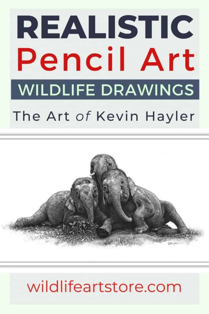A fine art pencil drawing of 3 pygmy elephants. Drawn by Kevin Hayler