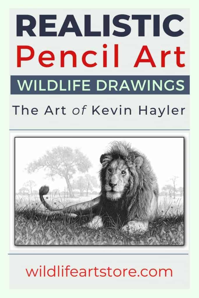 Realistic pencil art wildlife art drawings by Kevin Hayler Lion drawing
