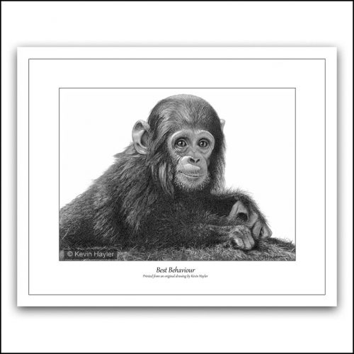 Limited edition Baby chimp pencil drawing