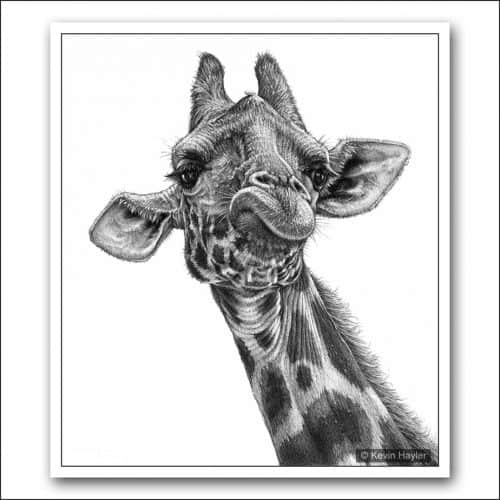 pencil drawings Archives · Page 2 of 6 · Wildlife Art and Travel