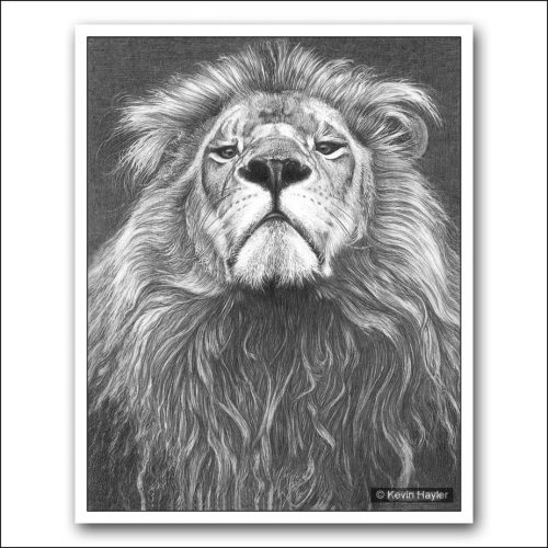 Superior male lion looking down his nose pencil drawing
