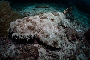Tassled wobbegong shark. Commonly seen diving and snorkeling in Raja Ampat.