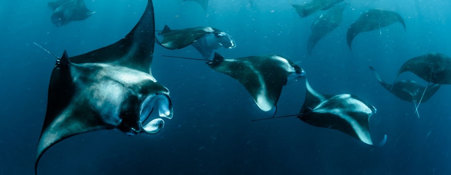 Manta rays swimming. Manta Point near Arborek Island. Cheap and accessible snorkeling 