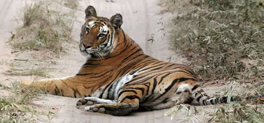 Tiger resting in Bandhavgarh national park