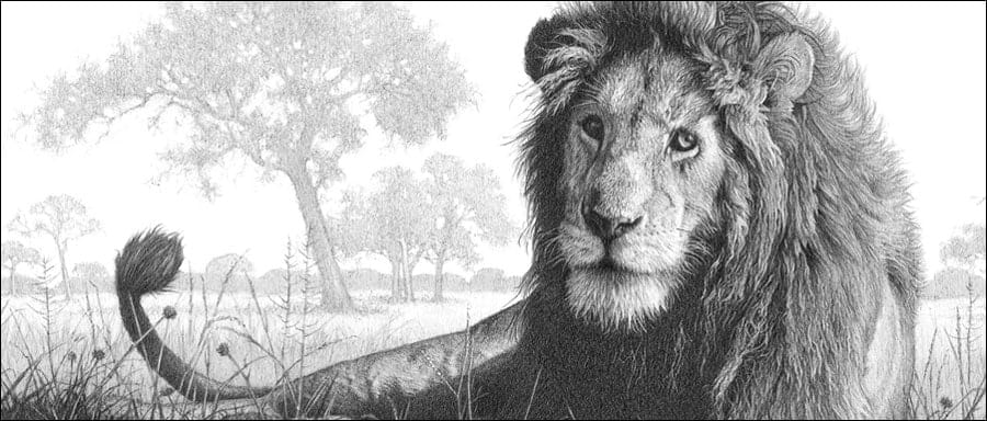 Wildlife bestsellers lion pencil drawing by Kevin Hayler