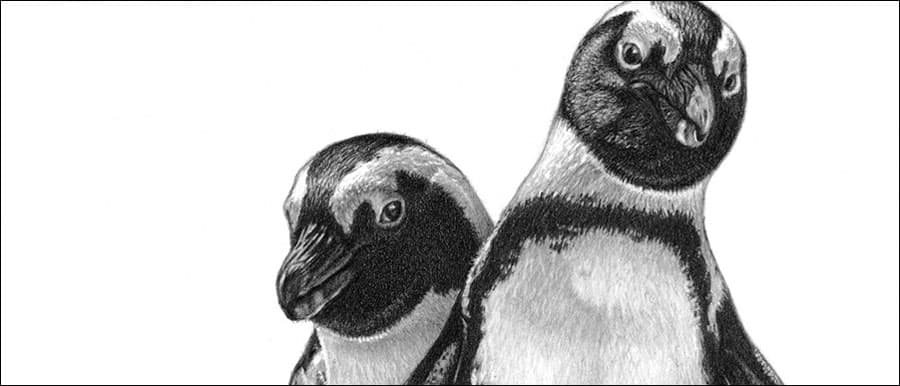 Favorite birds penguin pencil drawing by Kevin Hayler