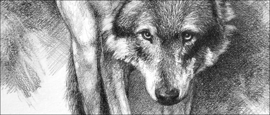 Most popular wild animals wolf pencil sketch by kevin Hayler