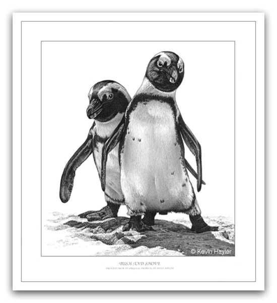 penguin pencil drawing by wildlife artist Kevin Hayler