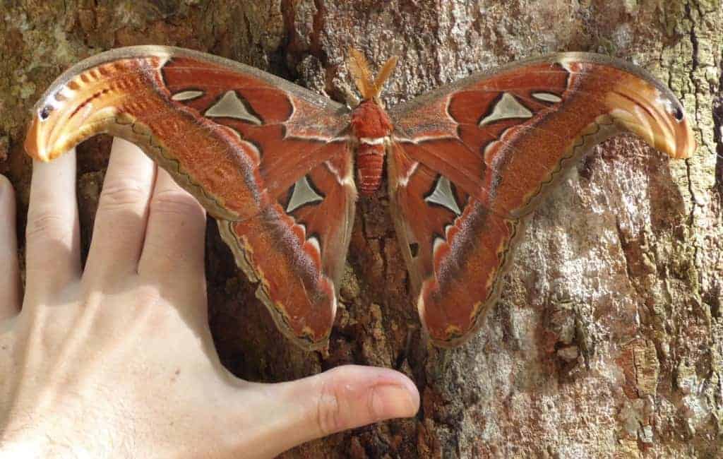 Giant Atlas moth next to my hand in the grounds of Leuser Ketambe Guest House. Gunung Leuser National Park