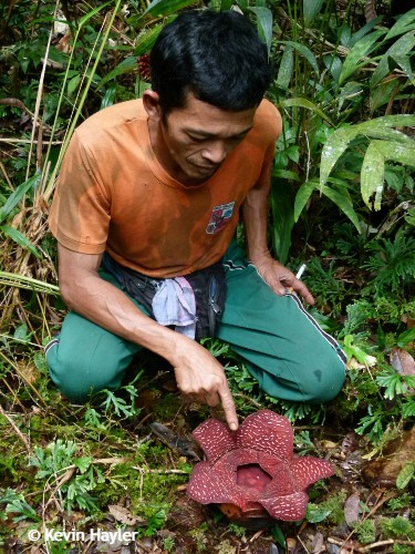 Discovering a new Rafflesia in bloom in Gunung Leuser National Park, Sumatra