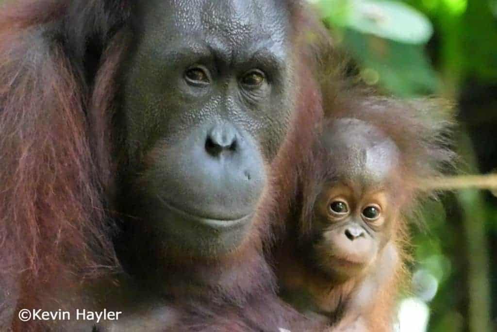 Semi-wild orangutans. mother and baby orangutan in sepilok rehab center