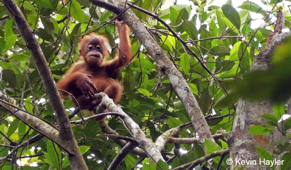Wildlife watching in Asia. Baby orangutan in Gunung Leuser National Park, Sumatra