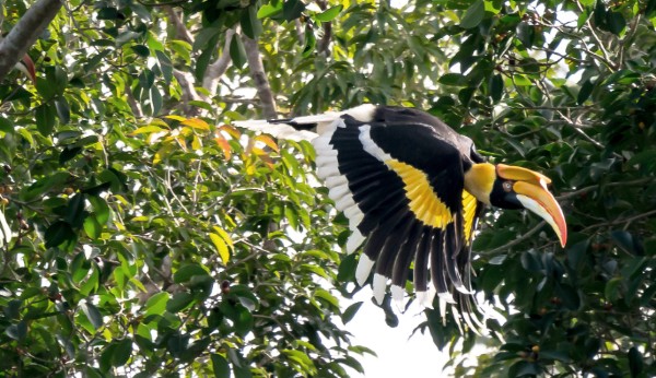 Great Hornbill flying in Khao Yai National Park, Thailand