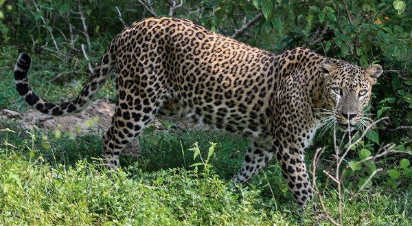 Wildlife watching in Yala National Park. Sri Lankan Leopard. 