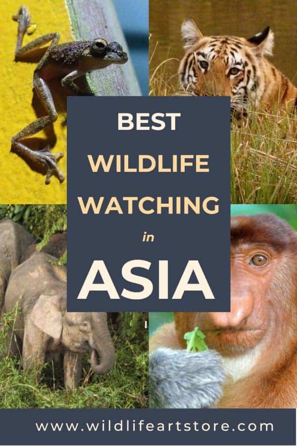 the best wildlife watching in asia - Pinterest