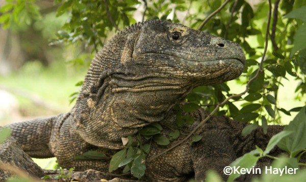 Wildlife watching in Asia. A wild Komodo dragon awaits its prey