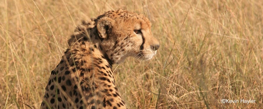 A cheetah scans the Savanna in Masai Mara reserve