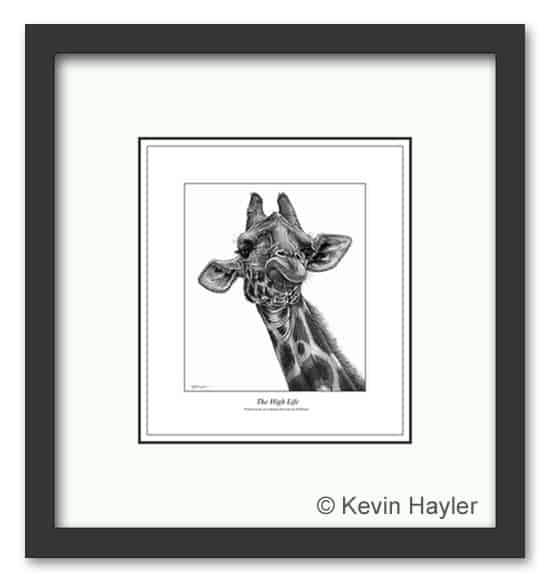 Giraffe portrait. A fine art pencil drawing by Kevin Hayler.
