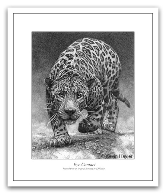 A pencil drawing of a jaguar by Kevin Hayler