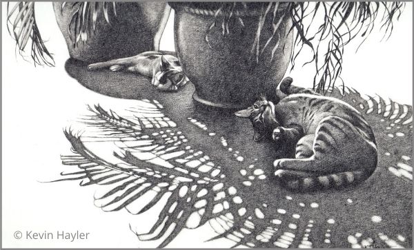 cats sleeping in dappled shadow