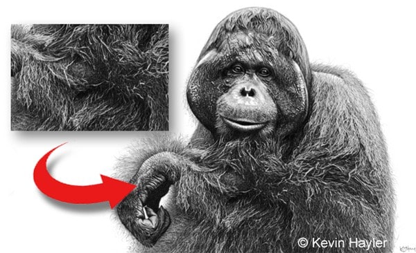 A male orangutan drawing with a detail highlighting the effective use of a battery eraser pen