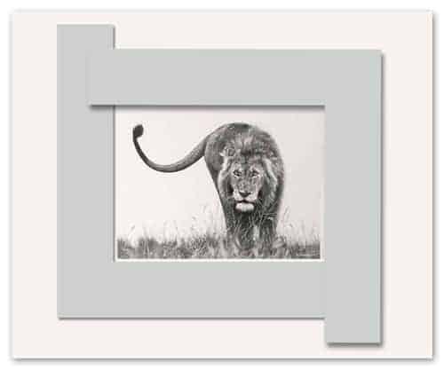 Example of re-composing a drawing using two pieces of card. Drawing of a lion by Wildlife Artist Kevin Hayler