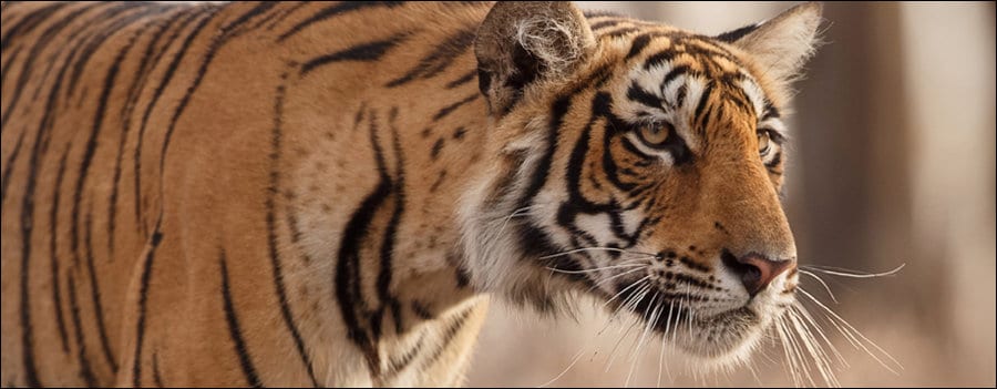 Wild tiger stalking in India