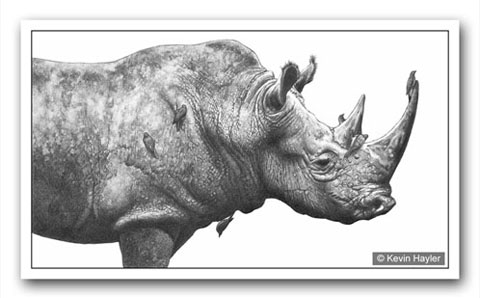 wildlife drawing of a rhino with oxpecker birds. Drawn by Wildlife artist Kevin Hayler