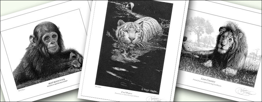 Three limited edition wildlife prints