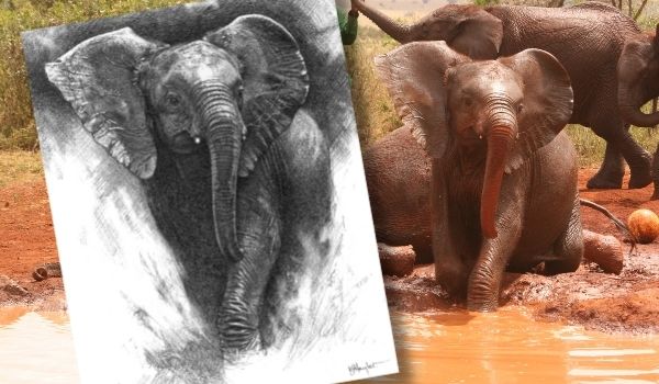 My reference photo with my final pencil drawing 